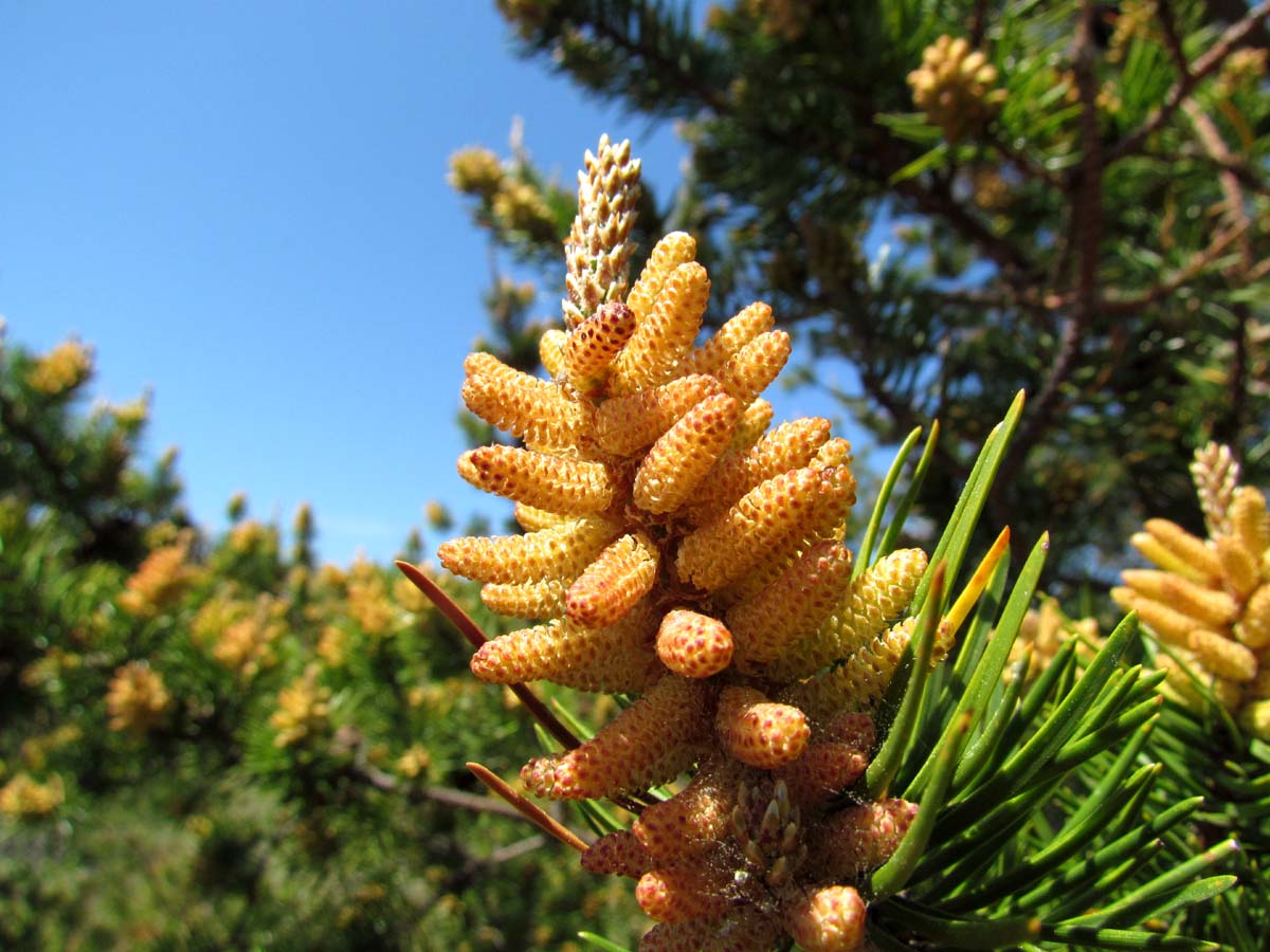 Why Choose Guozhen Pine Pollen